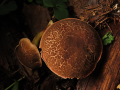 Xerocomellus cisalpinus