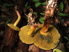 Xerocomellus cisalpinus