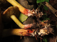 Xerocomellus cisalpinus