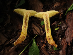 Xerocomellus cisalpinus