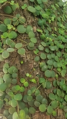 Peperomia cyclophylla