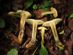 Xerocomellus cisalpinus