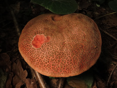 Xerocomellus cisalpinus