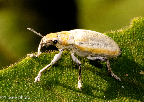 Gold-dust Weevil photo 2