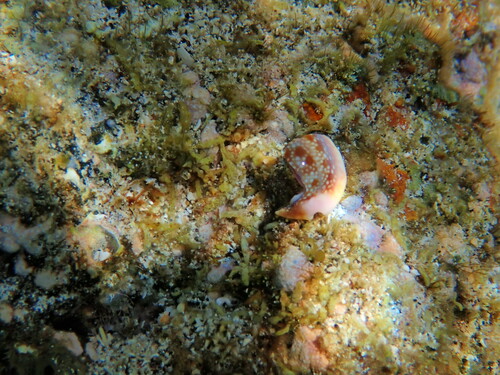 Naria helvola observed 2024-06-10