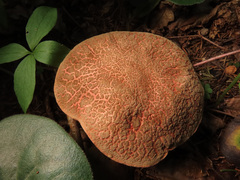 Xerocomellus cisalpinus