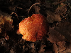 Xerocomellus fennicus