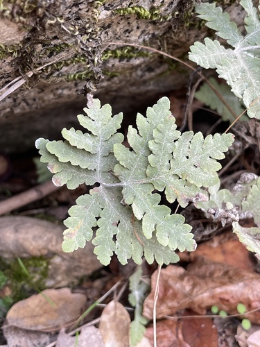 Image of Pentagramma pallida by no rights reserved