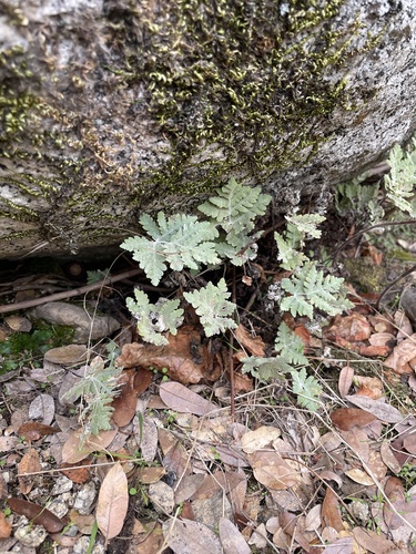 Image of Pentagramma pallida by no rights reserved