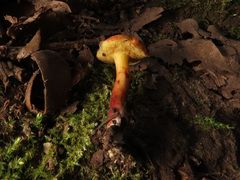 Xerocomellus fennicus