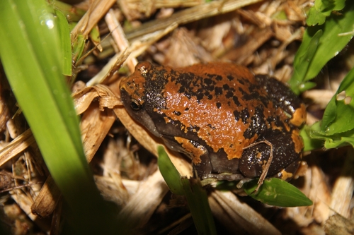 Malabar Dot Frog, Uperodon triangularis