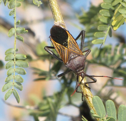 Giant Mesquite Bug
