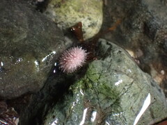 Strongylocentrotus droebachiensis