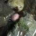 Strongylocentrotus droebachiensis