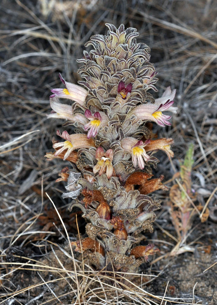 Orobanche ludoviciana