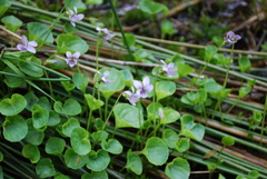 Viola palustris