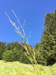 Glyceria notata