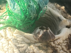 Amphibalanus reticulatus