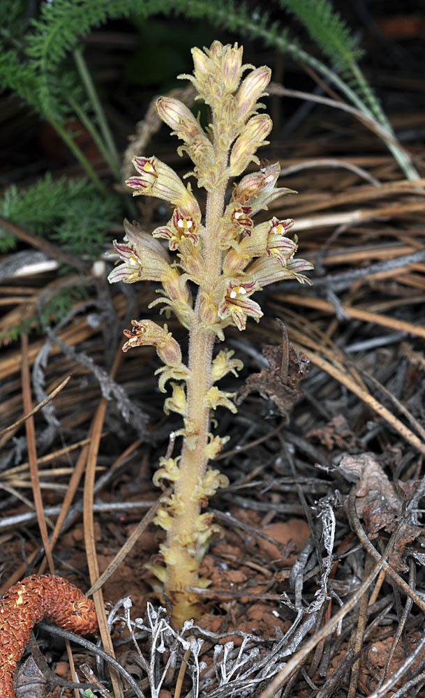 conifer broomrape