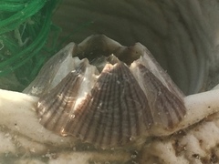 Amphibalanus reticulatus