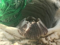 Amphibalanus reticulatus