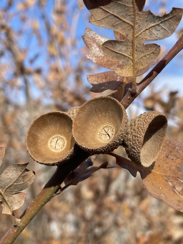 Oregon White Oak winter