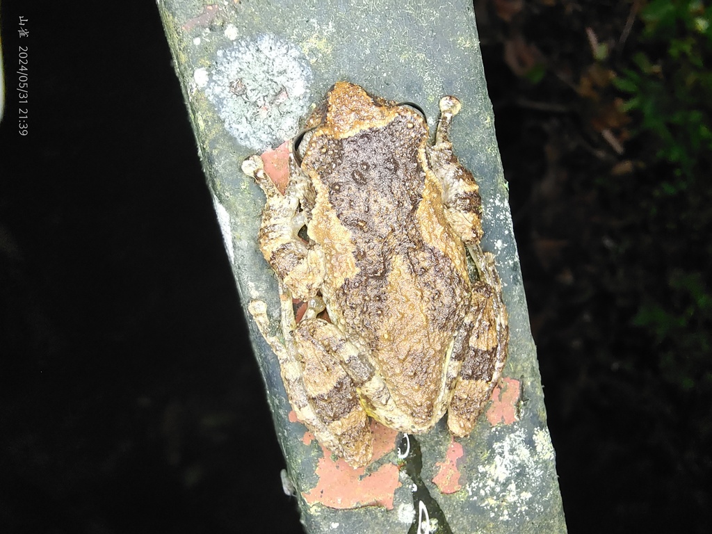 Tianlin Small Tree Frog