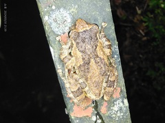 Tianlin Small Tree Frog photo 1