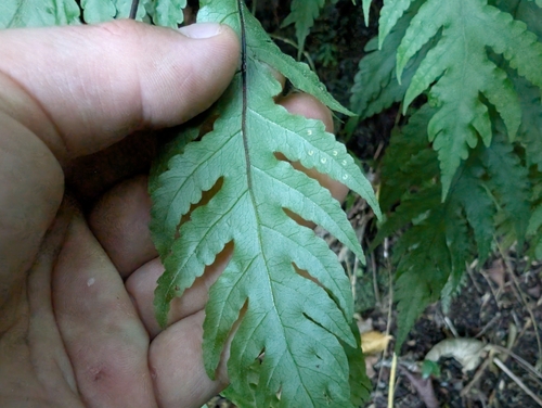 Image of Tectaria gaudichaudii by (c) Damien Wallace, some rights reserved (CC BY)