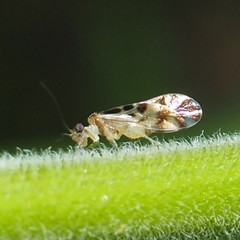 Graphopsocus cruciatus