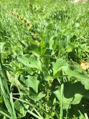 Blitum bonus-henricus