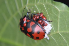 Pachycoris klugii