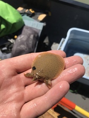 Apalone mutica mutica