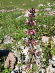 Stachys alpina