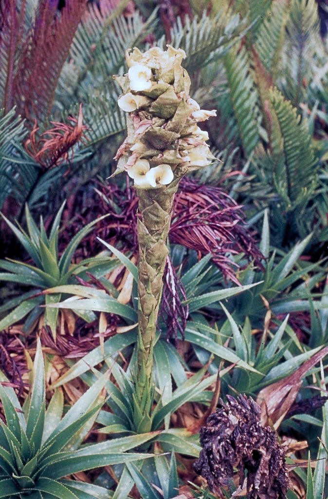 Puya cuatrecasasii