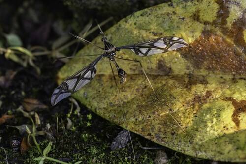 Holorusia carmichaeli