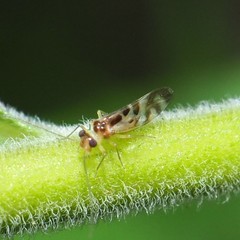 Graphopsocus cruciatus
