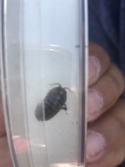 Armadillidium