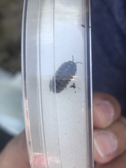 Armadillidium