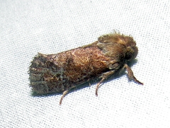 Acrolophus texanella