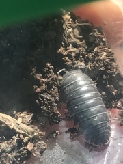 Armadillidium