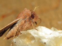 Eupsilia vinulenta