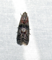 Sciota subcaesiella