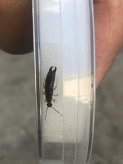 Euborellia annulipes