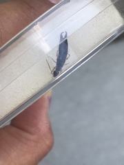 Euborellia annulipes