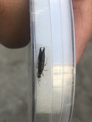 Euborellia annulipes