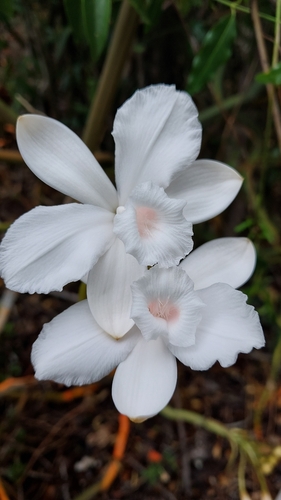 Vanilla decaryana