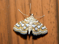 Elophila ekthlipsis
