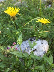 Crepis pyrenaica