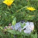 Pyrenean Hawksbeard - Photo (c) Jason Grant, some rights reserved (CC BY), uploaded by Jason Grant